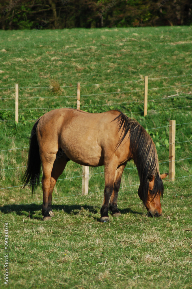 Beautiful horse grazing in a field