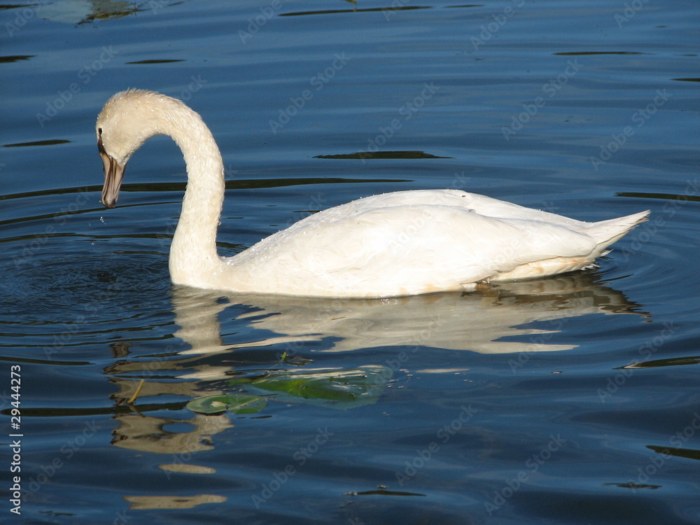 Naklejka premium beautiful swan with wings slightly on the water shall