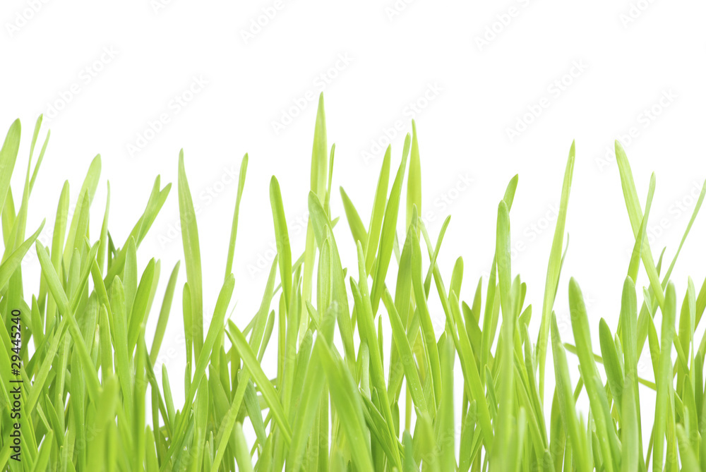 Fototapeta premium lawn