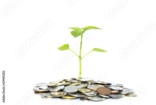 plant in coins