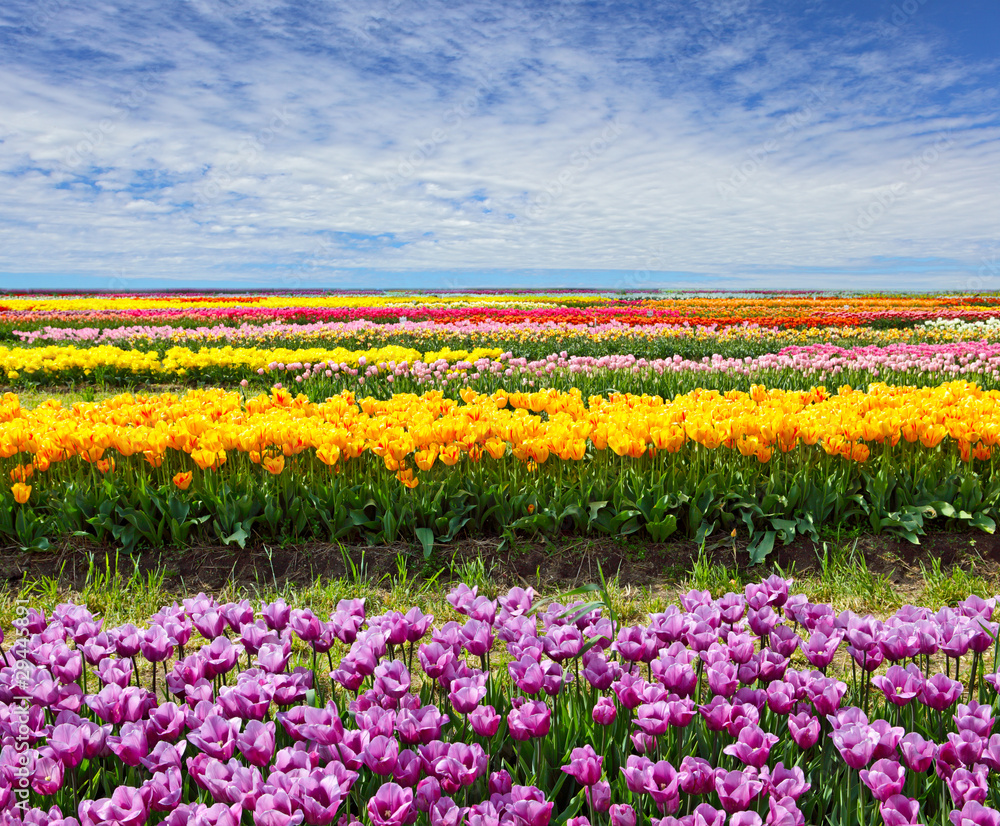 Horizontal Tulip Field