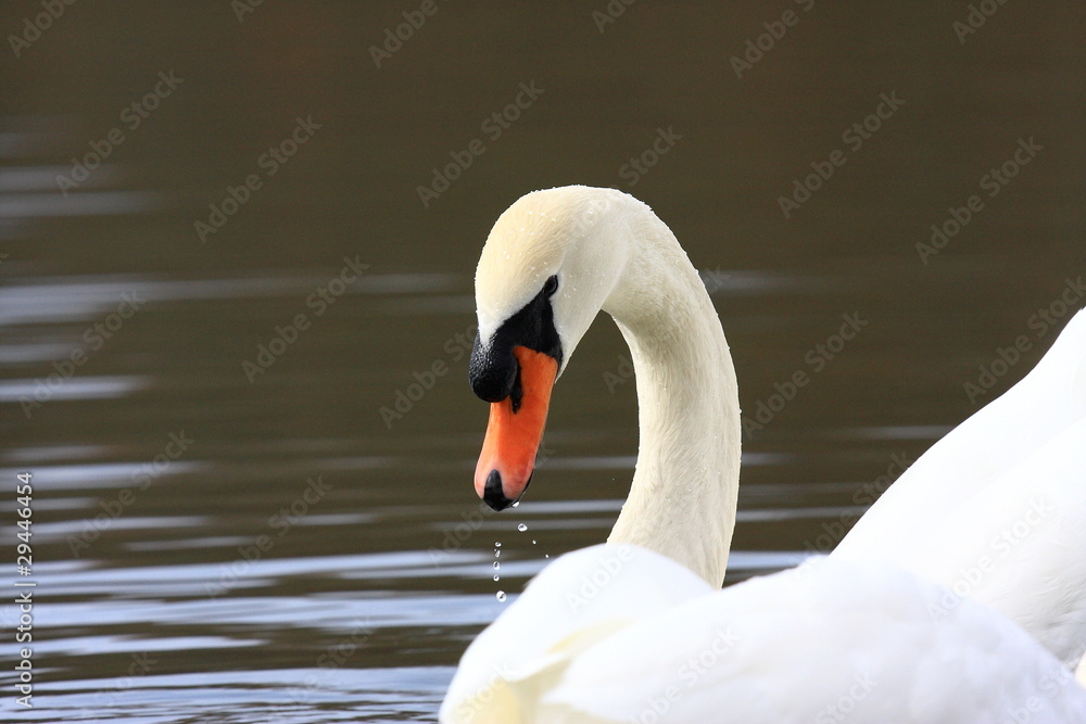 Cygne Cygne