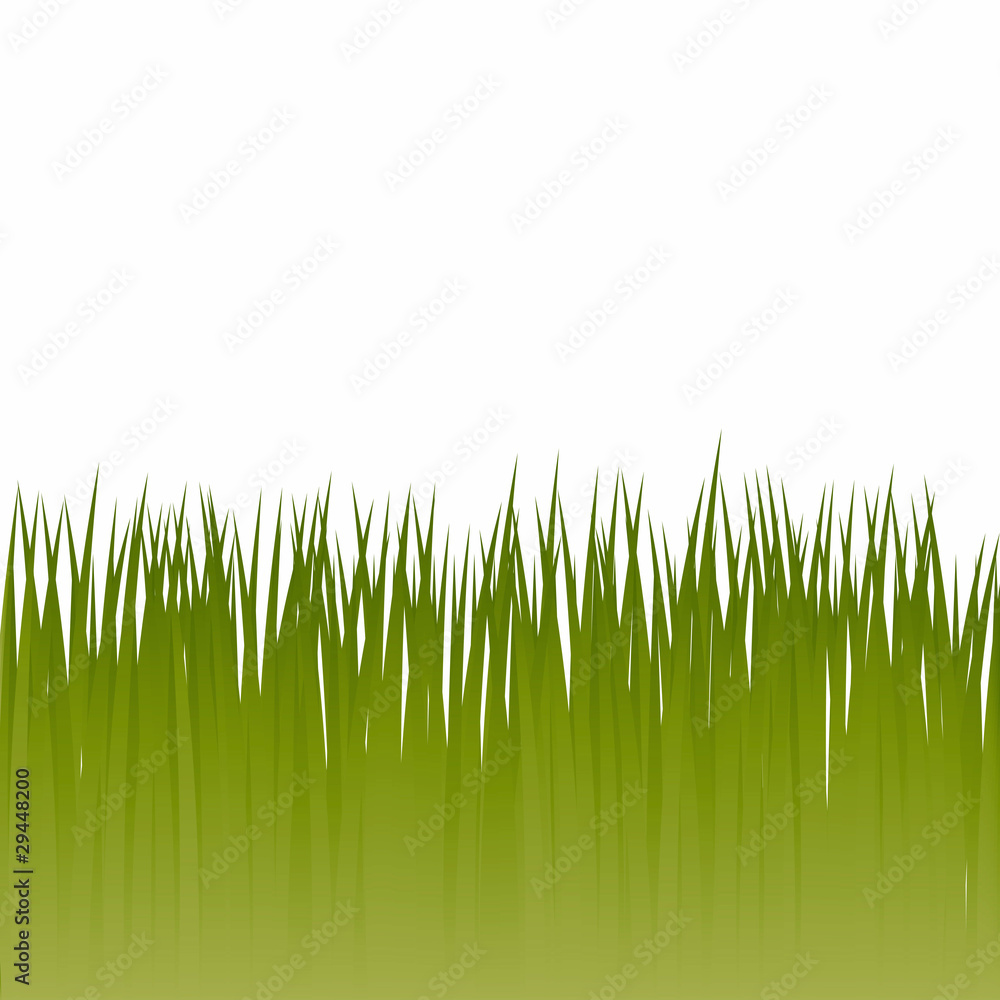 Obraz premium Green grass