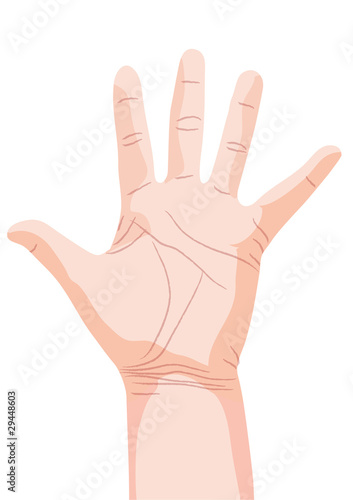 palm vector