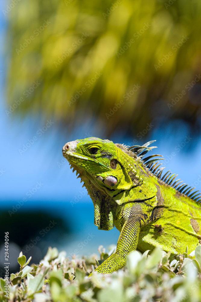 Fototapeta premium Iguana