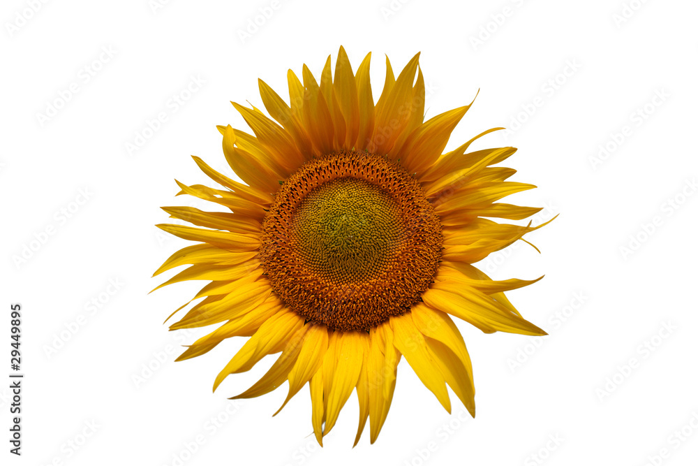 Naklejka premium sunflower