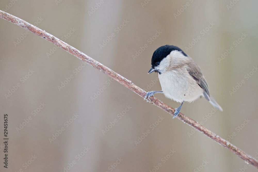 Fototapeta premium MESANGE NONNETTE