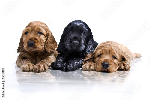 Fototapeta Naklejka Na Ścianę i Meble -  drei junge Hunde