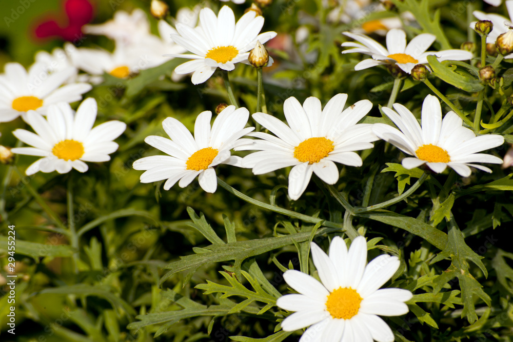 Obraz premium Wiesenblume