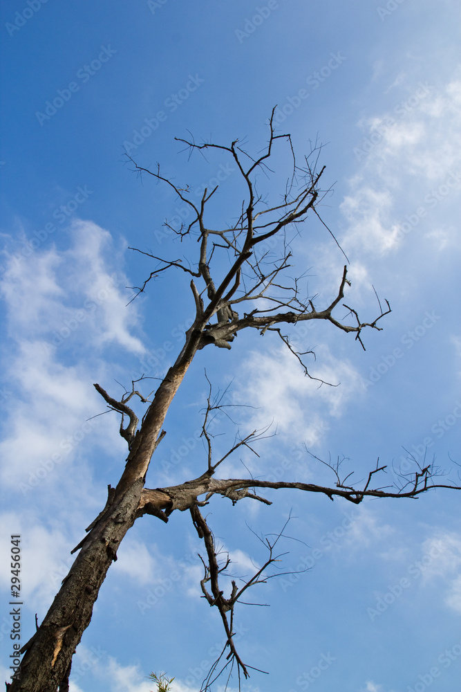 Lonely dry tree at Baanrai Uthaithanee Thailand Lonely dry tree at Baanrai Uthaithanee Thailand