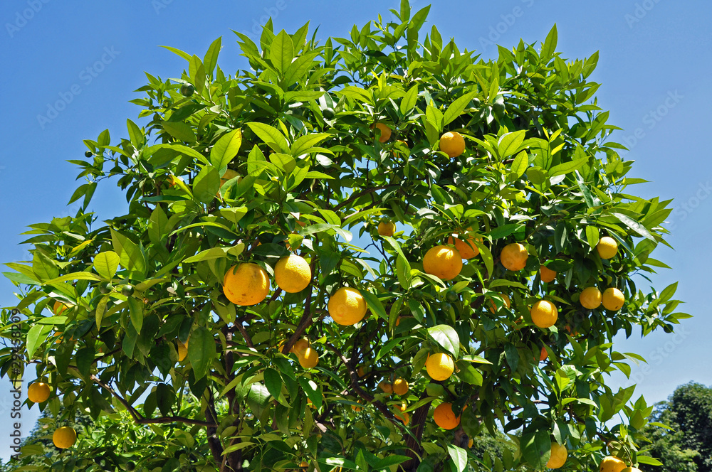 orange orange