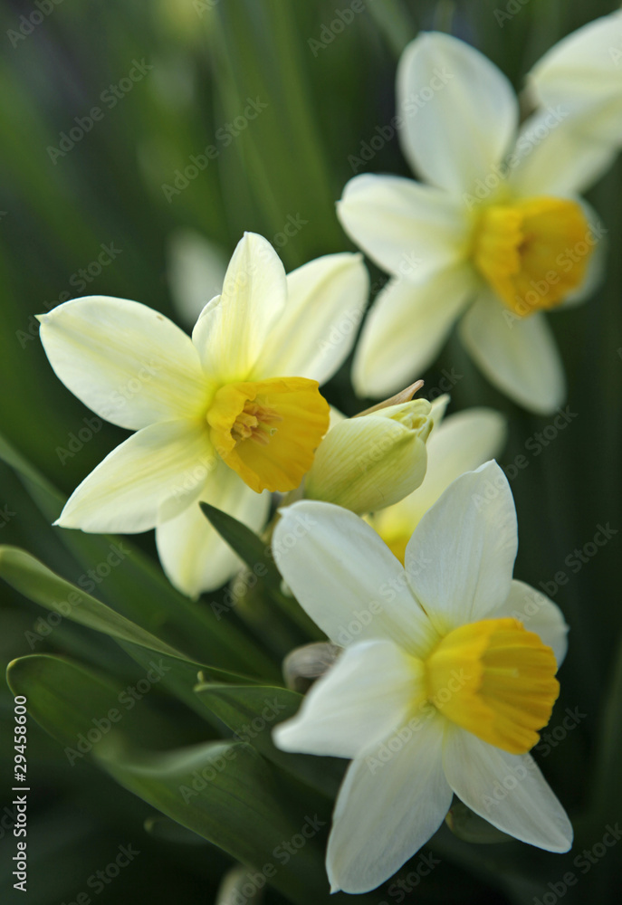 spring daffodils spring daffodils