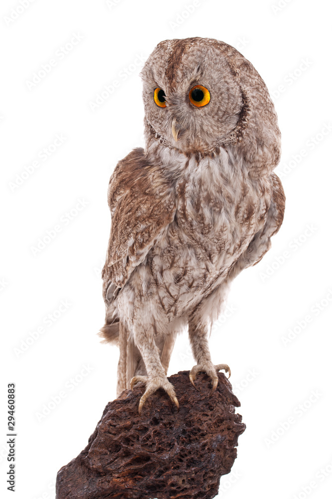 Fototapeta premium Owl