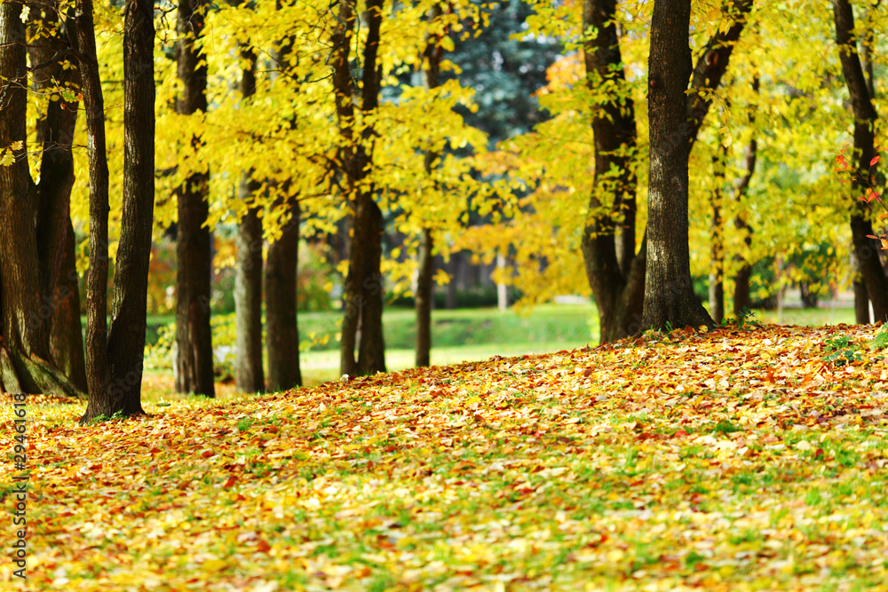 autumn trees autumn trees