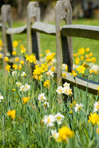 Valokuva Daffodil Fence