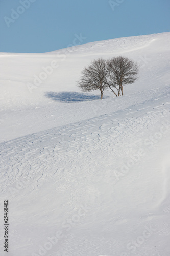 Trees in Snow Field