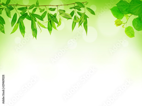 spring background with young leaves