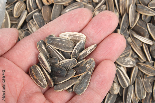 Wallpaper Mural Sunflower seeds Torontodigital.ca