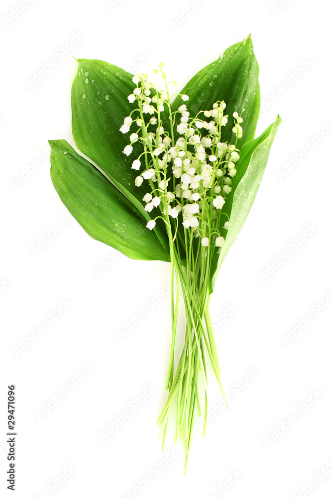 Fototapeta premium Lily-of-the-valley on white