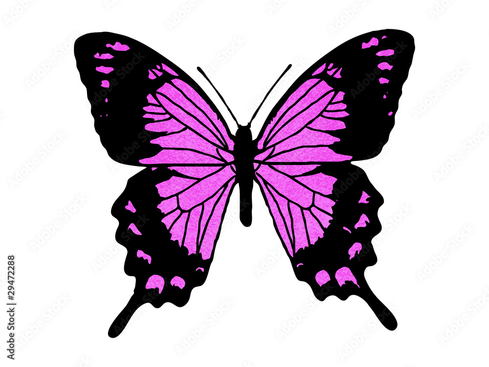ピンクの蝶 Stock イラスト Adobe Stock