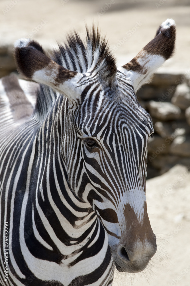 Fototapeta premium Grevy's Zebra 2549