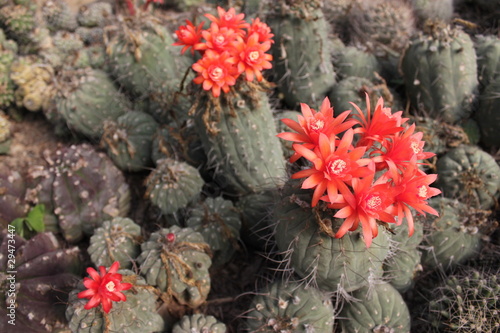 Cactus