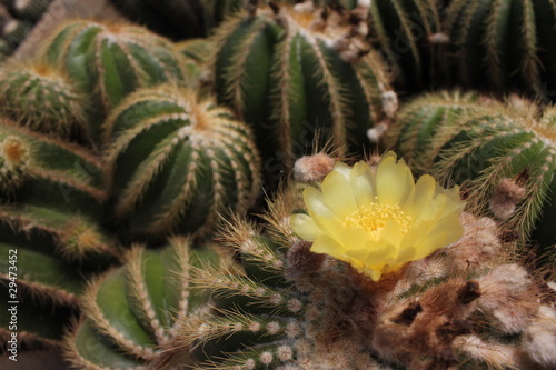 Cactus