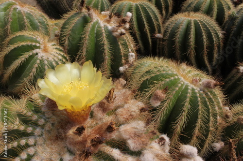 Cactus