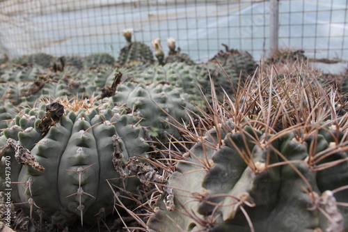 Cactus