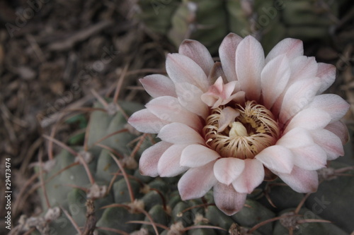 Cactus