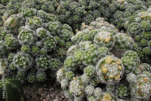 Cactus