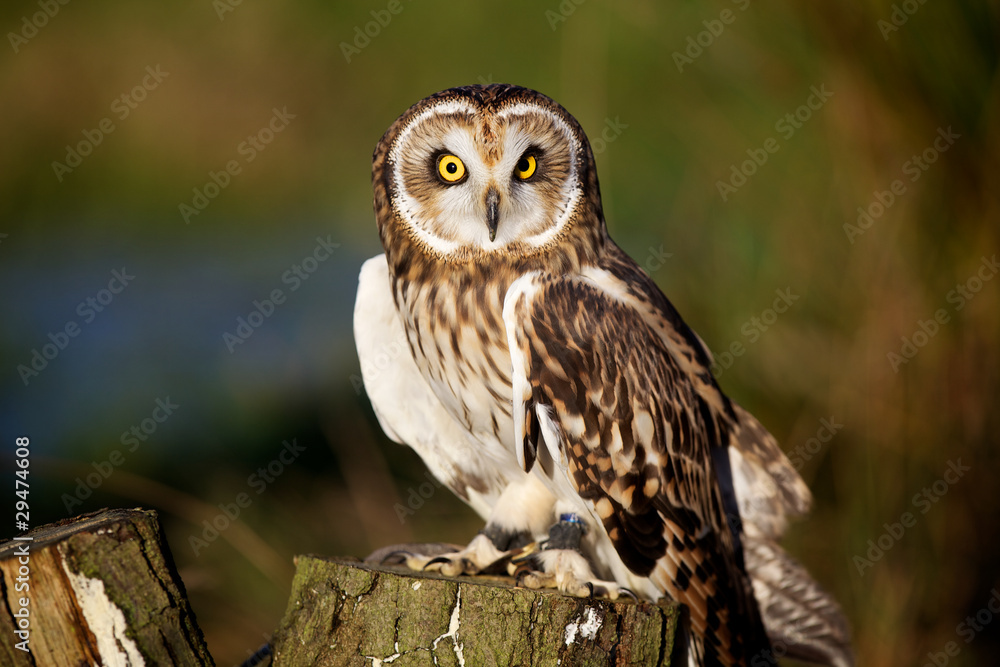 Naklejka premium a short eared owl