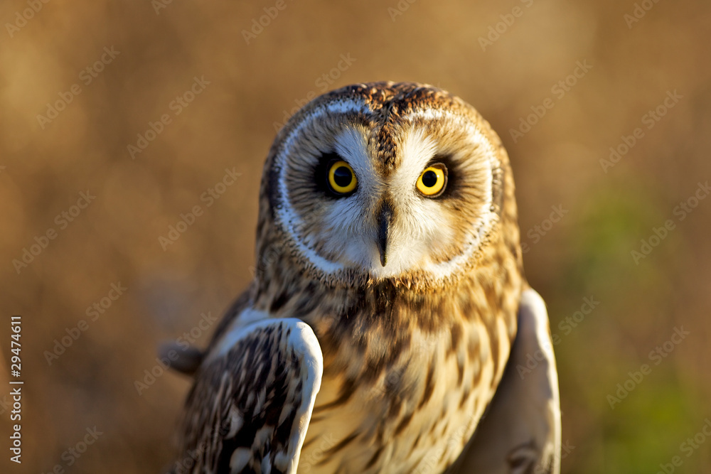 Obraz premium A short eared owl in evening sunlight