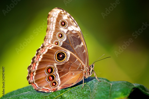 blue Morpho Butterfly (Morpho peleides) © bridgephotography
