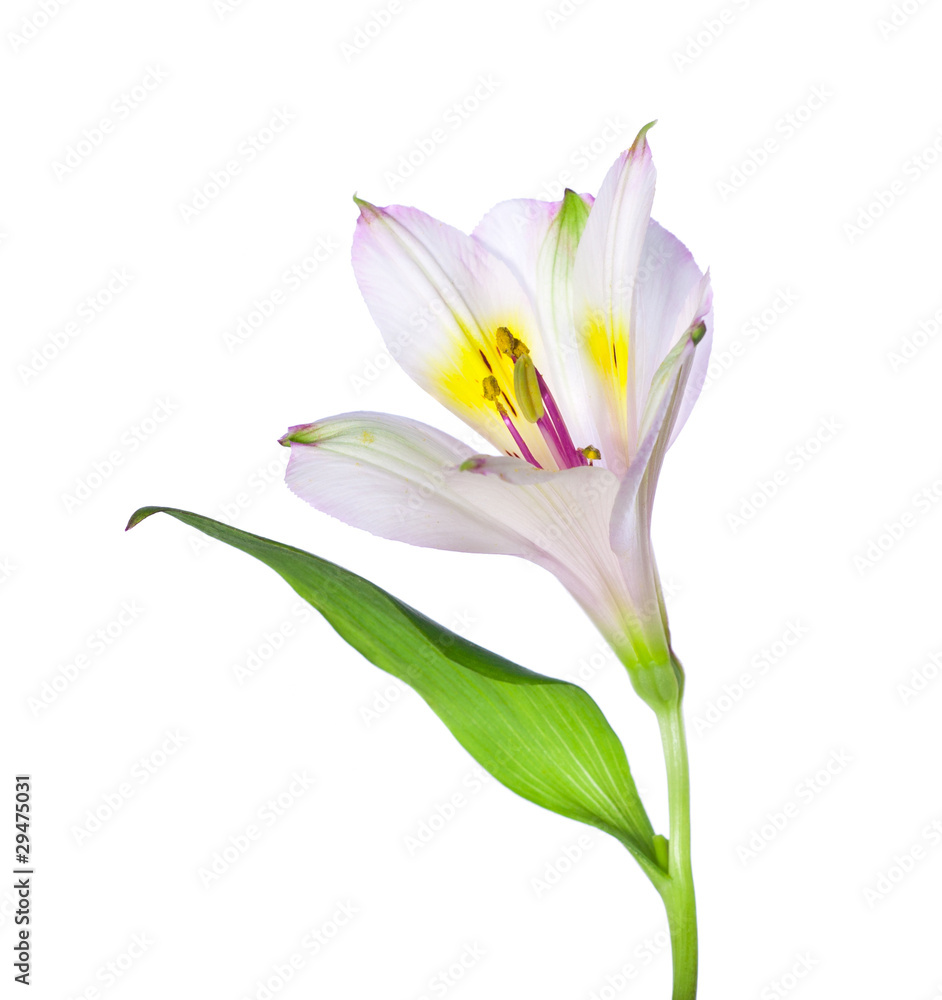 Obraz premium Alstroemeria