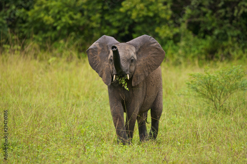 Young African elephant