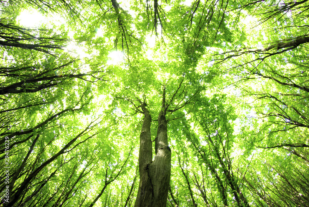 Fototapeta premium green leaves