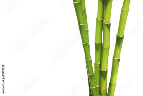 Fototapeta Naklejka Na Ścianę i Meble -  green bamboo