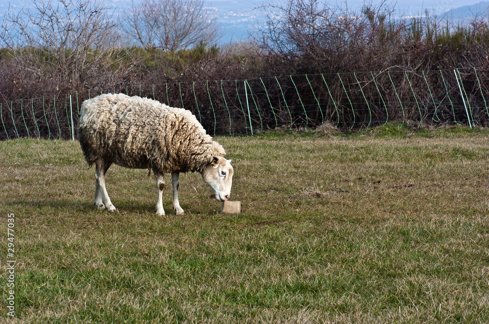 Fototapeta premium brebis dans le pré