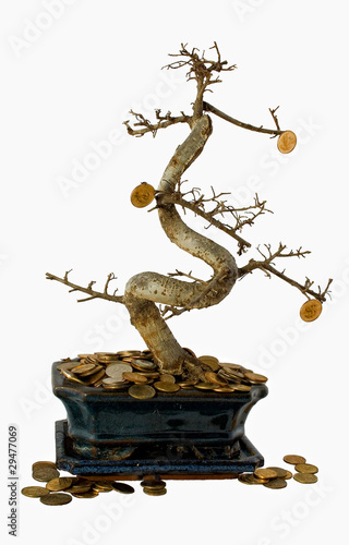 Money Tree Money meltdown