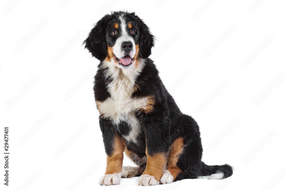 Puppy bernese mountain dog Puppy bernese mountain dog