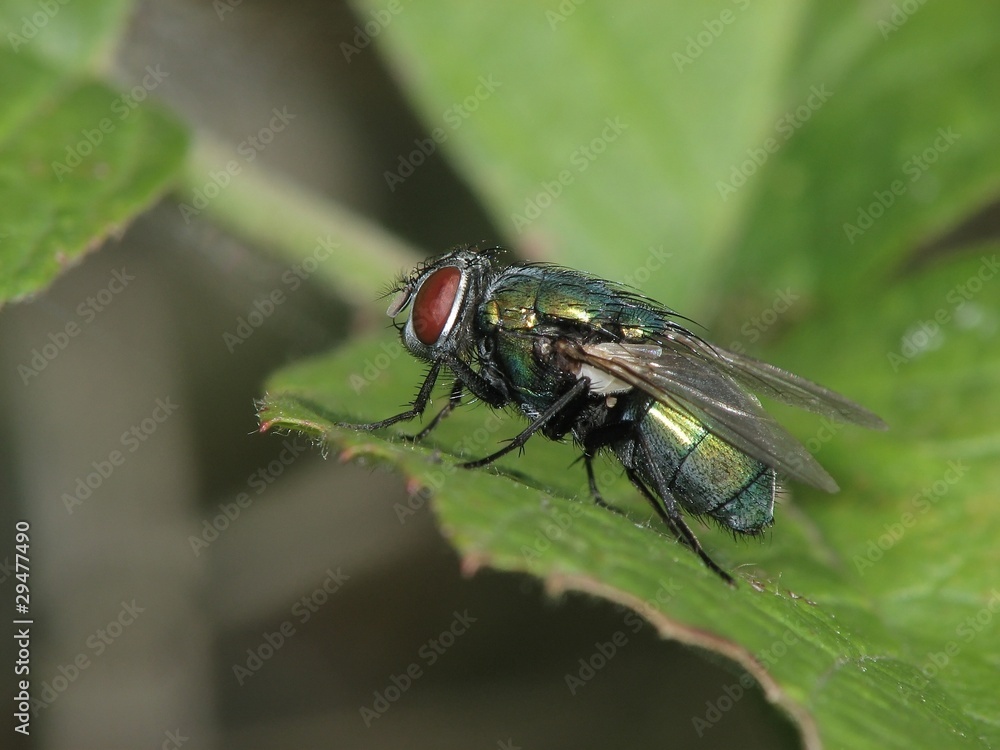 Fototapeta premium Fly on leaf