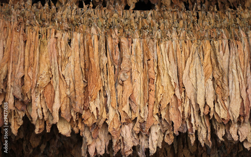 Quadro su tela Dry tobacco leaf