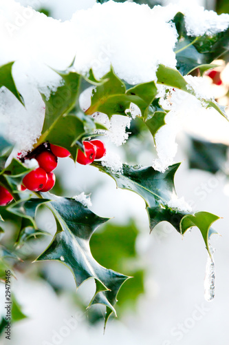 holly berries