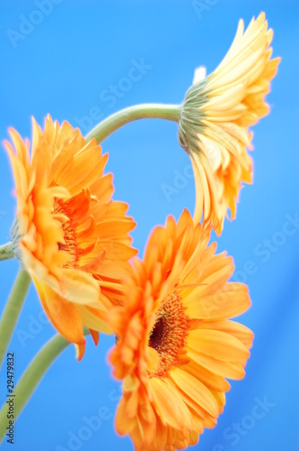 Three Gerbera's