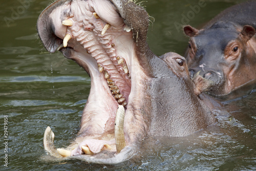 yawning hippo