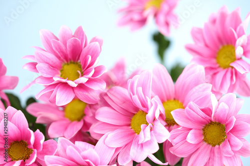 pink chrysanthemum