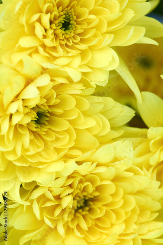 yellow chrysanthemum