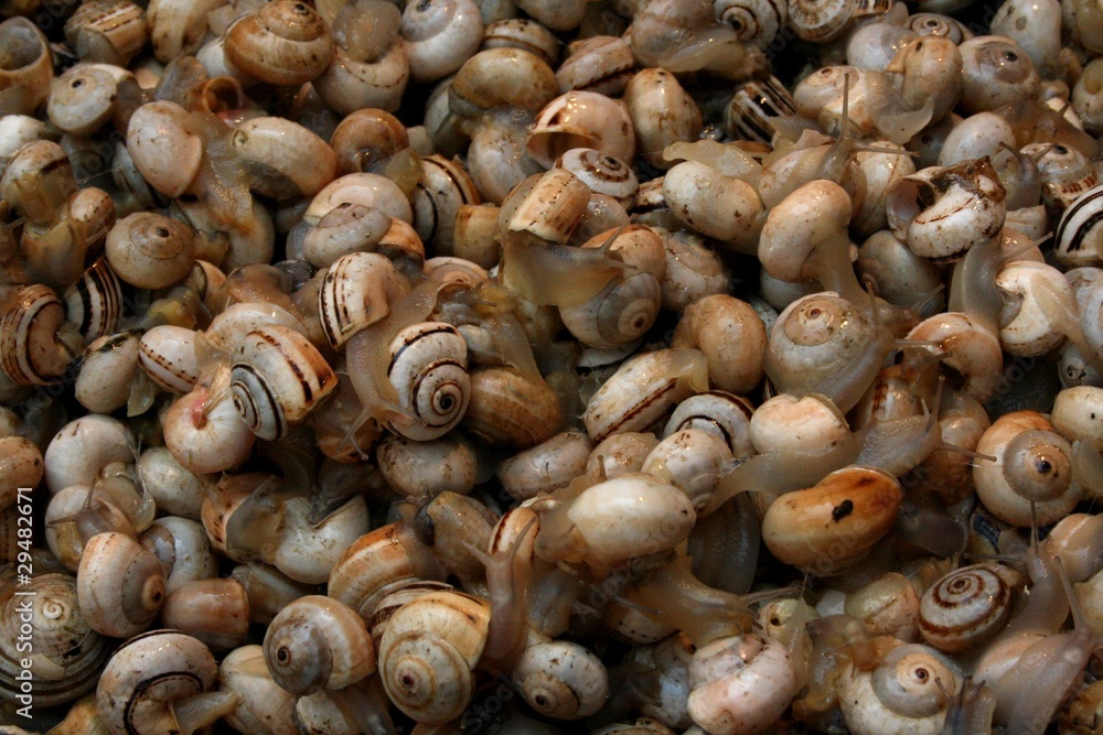 escargots escargots