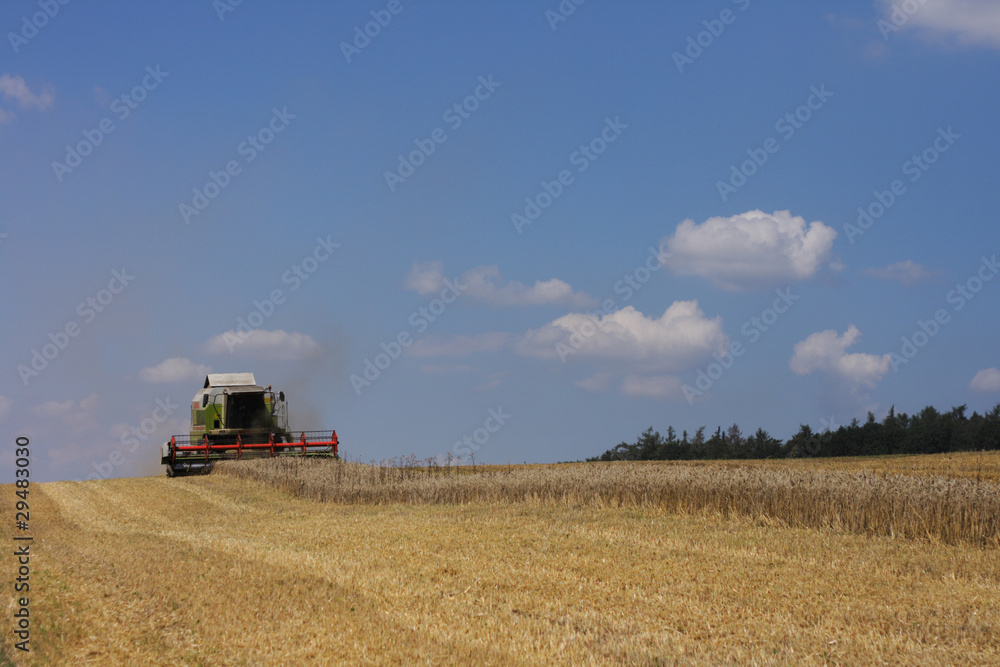 Fototapeta premium golden corn field with harvester